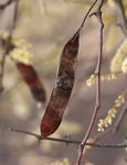 Acacia nigrescens