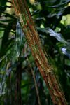 Acacia pentagona