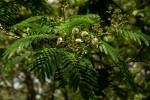 Acacia pentagona