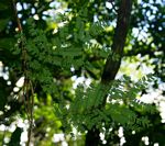 Acacia pentagona