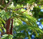 Acacia pentagona