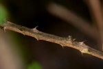 Acacia pentagona