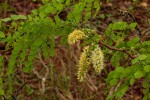 Amblygonocarpus andongensis