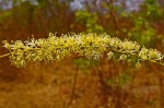 Amblygonocarpus andongensis