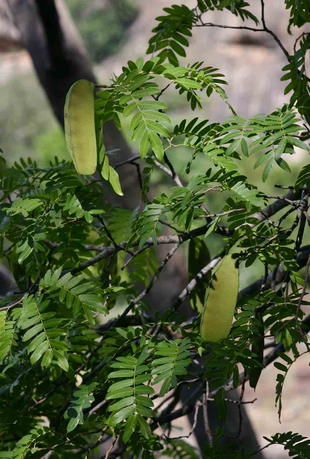 Brachystegia glaucescens