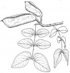 Brachystegia spiciformis