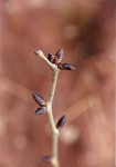 Brachystegia spiciformis