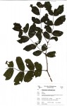 Brachystegia spiciformis