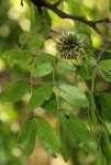 Brachystegia spiciformis