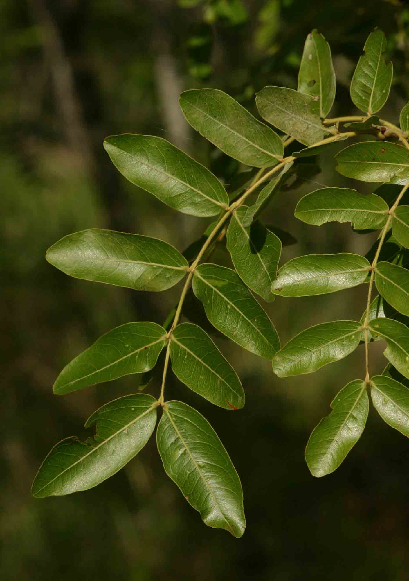 Brachystegia spiciformis