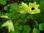 Bauhinia tomentosa