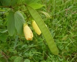 Bauhinia tomentosa