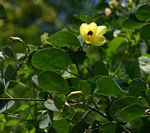 Bauhinia tomentosa