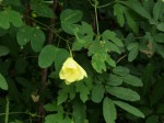 Bauhinia tomentosa