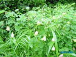 Bauhinia tomentosa