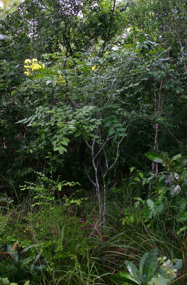 Cassia afrofistula var. patentipila