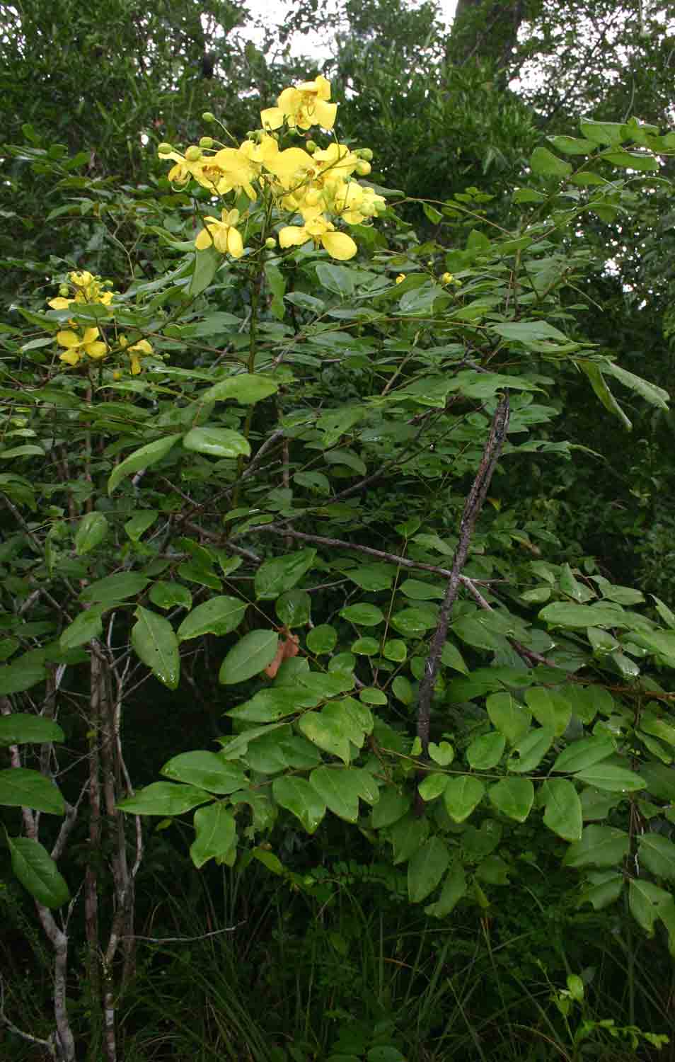 Cassia afrofistula var. patentipila