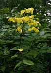 Cassia afrofistula var. patentipila