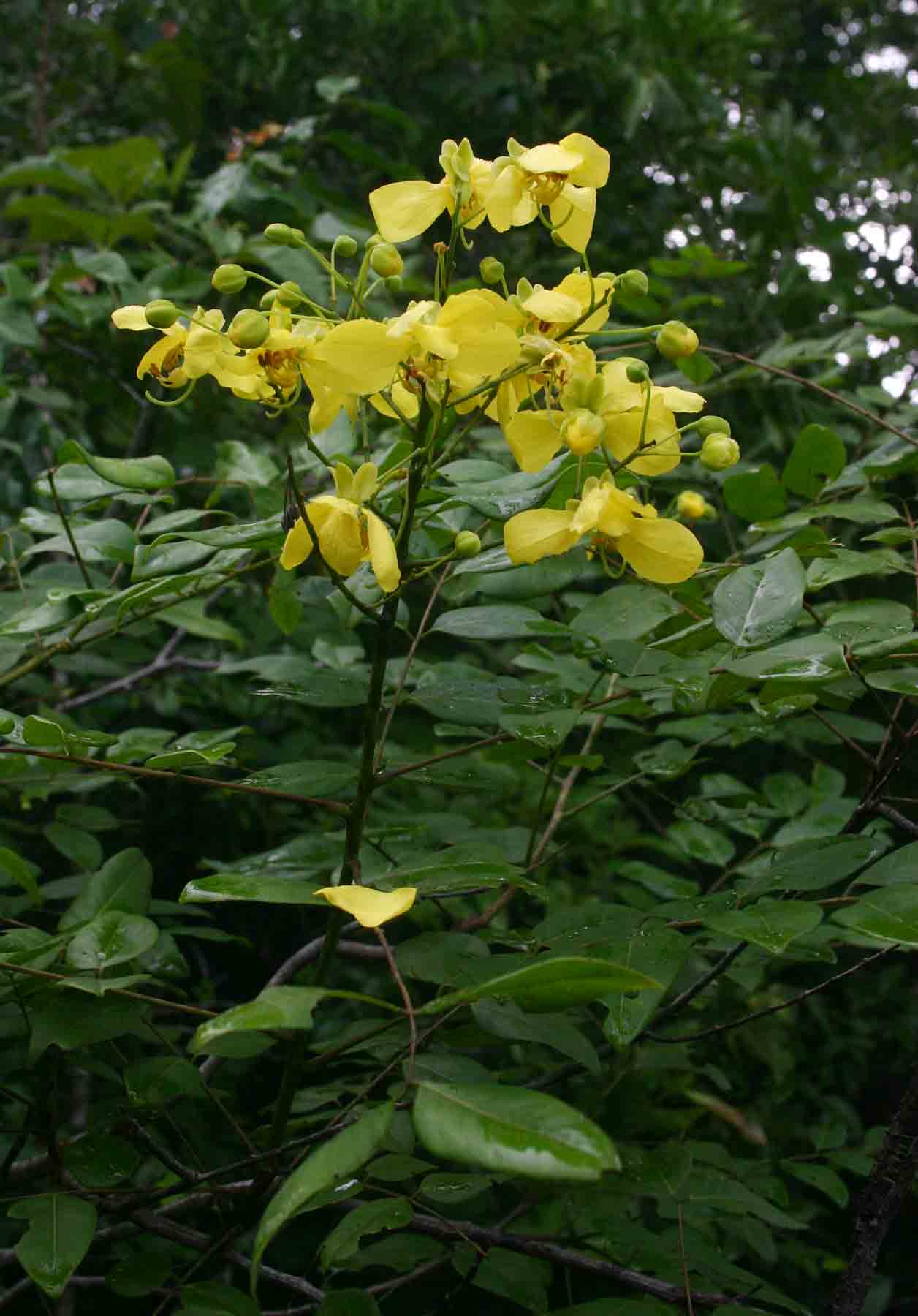 Cassia afrofistula var. patentipila