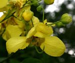 Cassia afrofistula var. patentipila