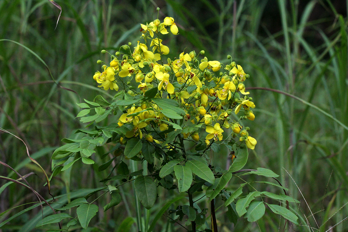 Cassia afrofistula var. patentipila