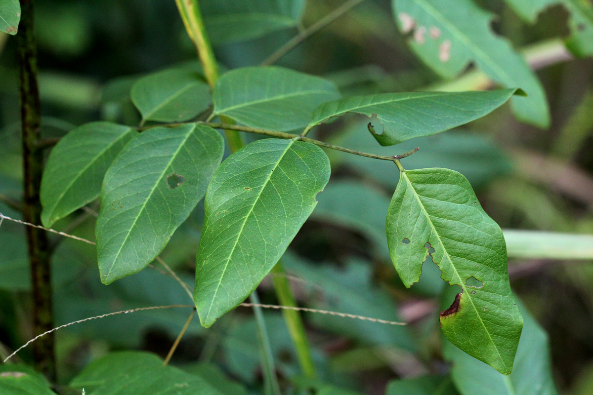 Cassia afrofistula var. patentipila