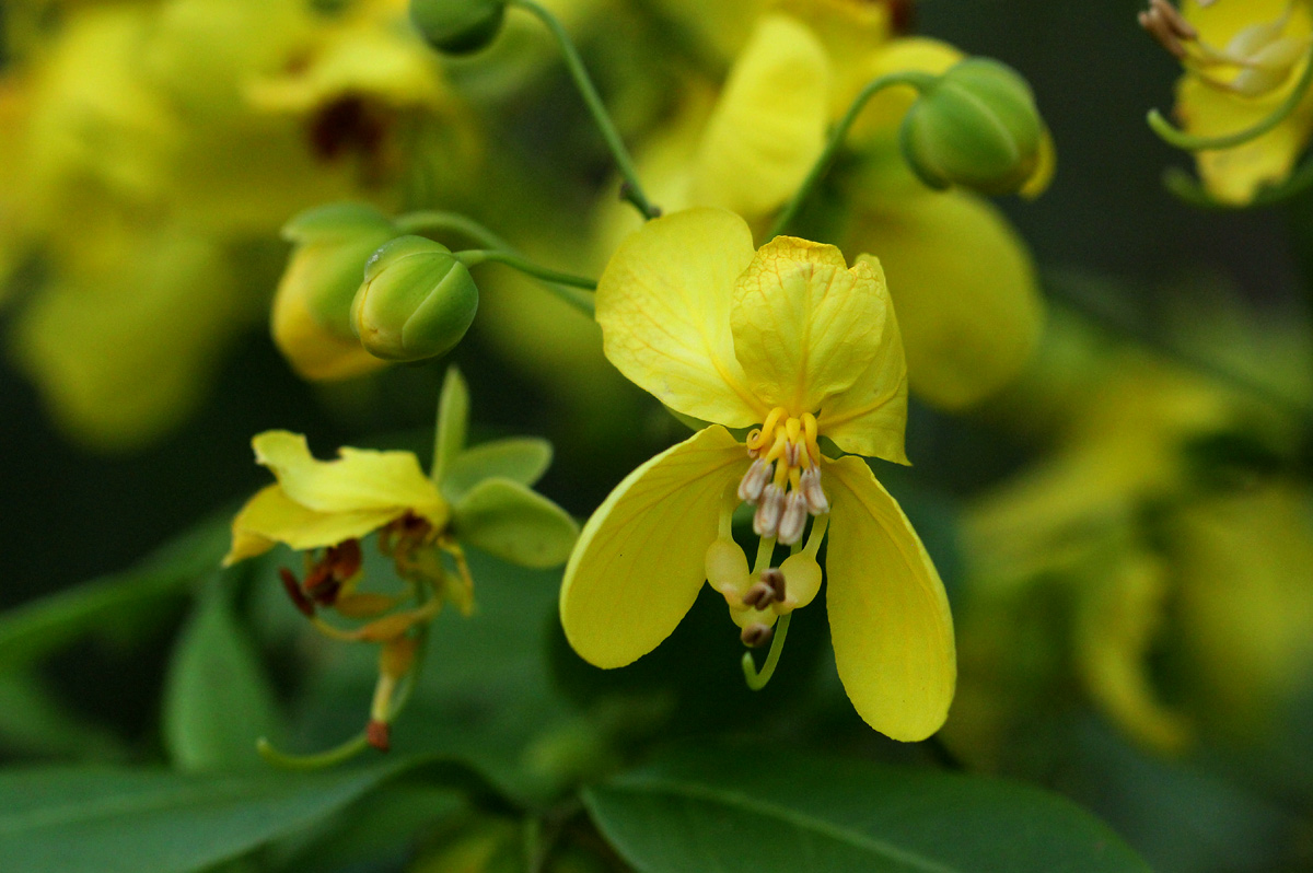 Cassia afrofistula var. patentipila