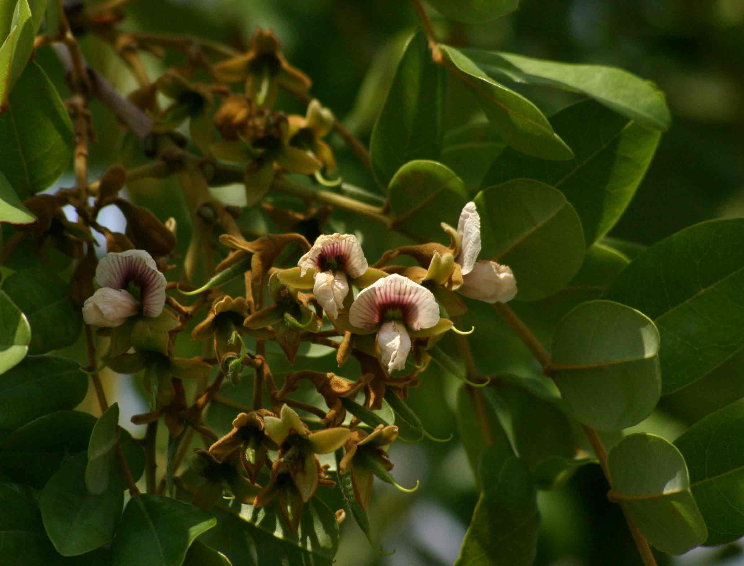 Pericopsis angolensis