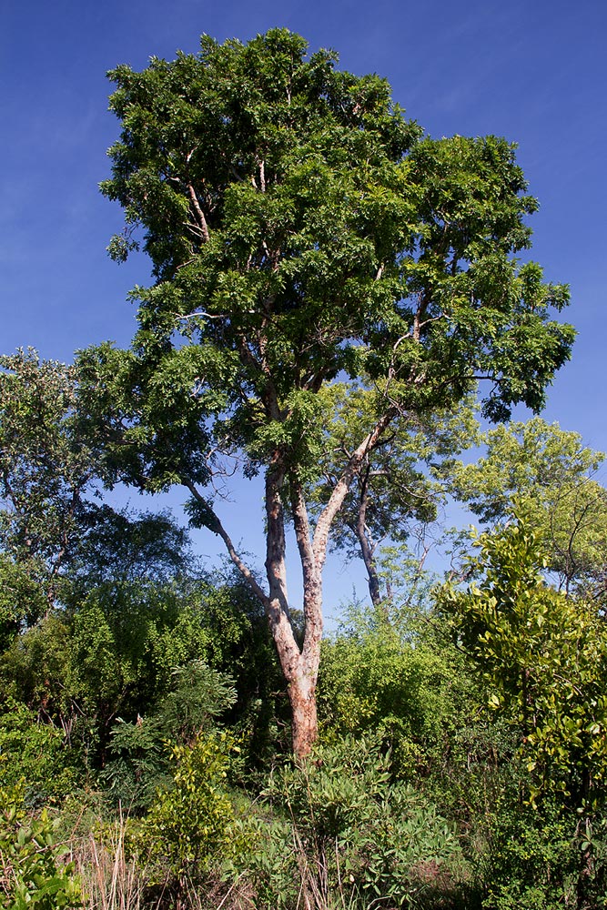 Pericopsis angolensis