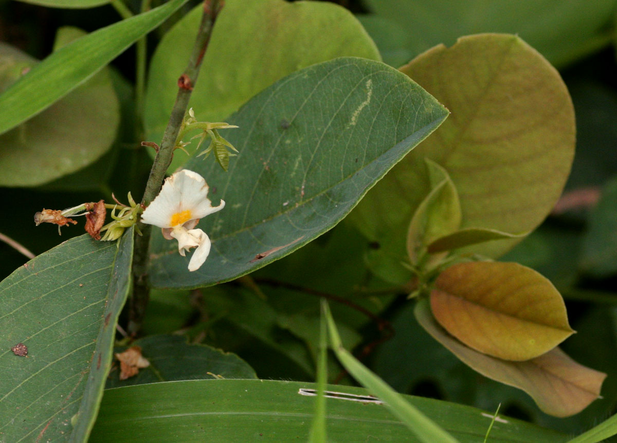 Baphia massaiensis subsp. obovata var. obovata