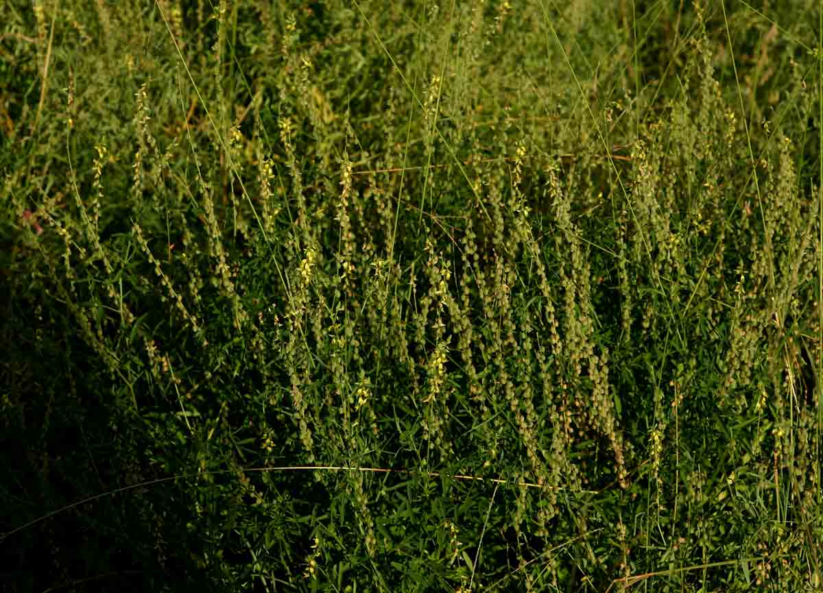 Crotalaria sphaerocarpa subsp. sphaerocarpa