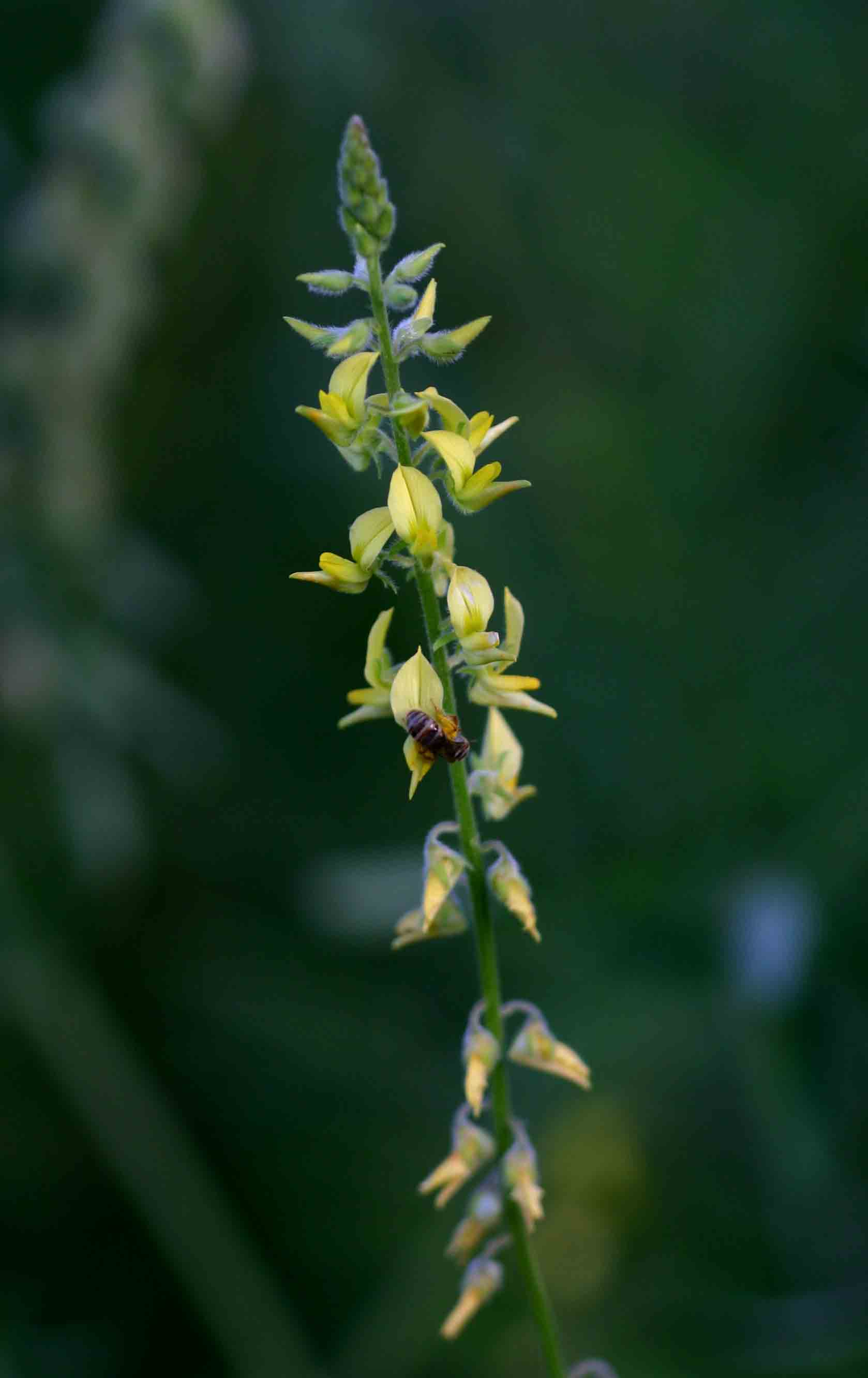 Crotalaria sphaerocarpa subsp. sphaerocarpa