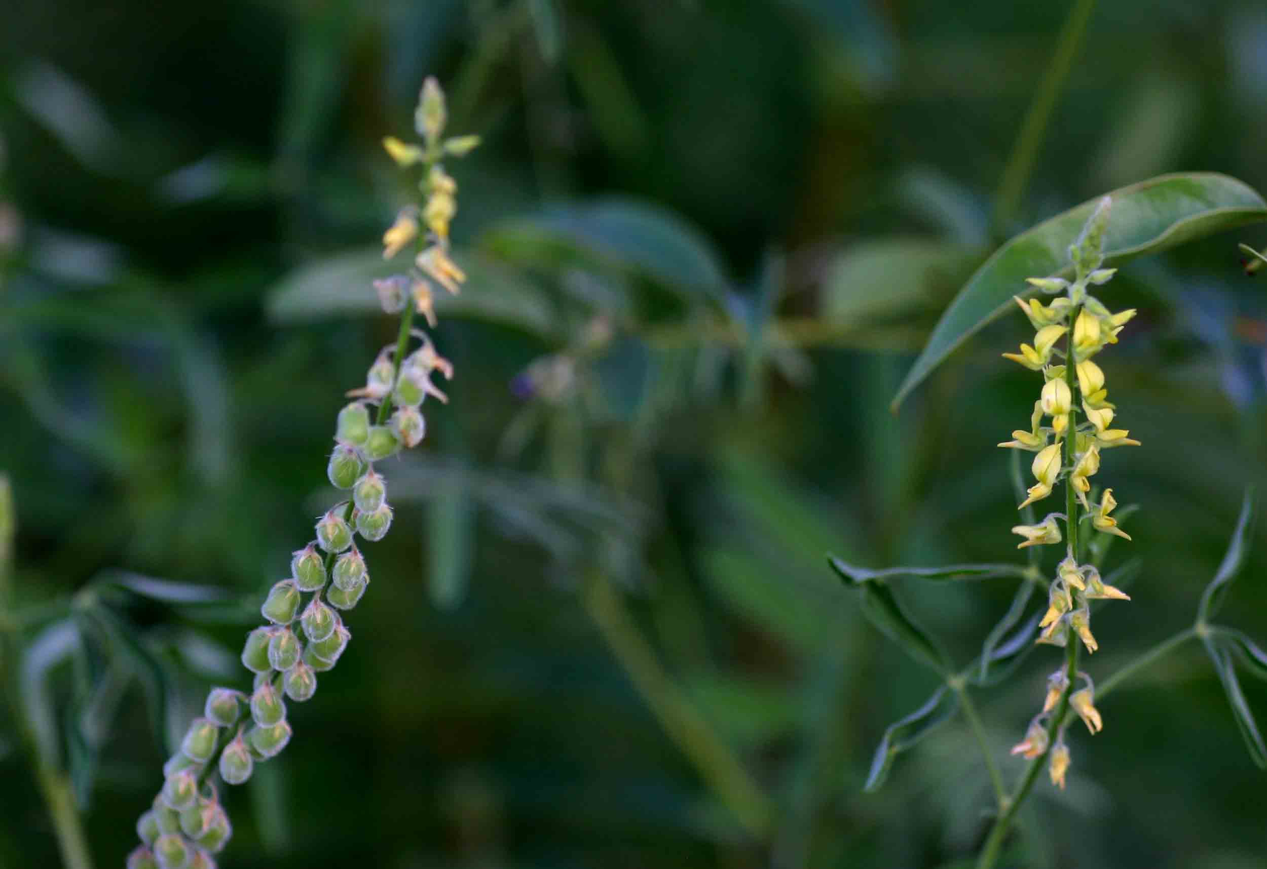 Crotalaria sphaerocarpa subsp. sphaerocarpa