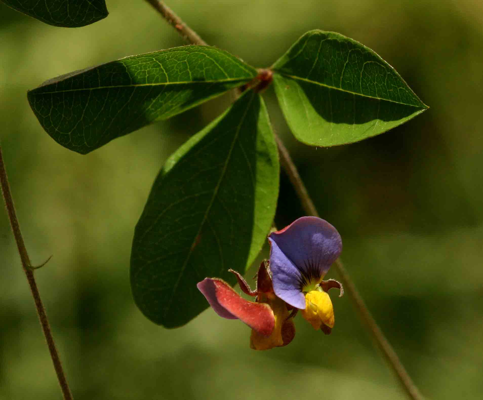 Crotalaria variegata