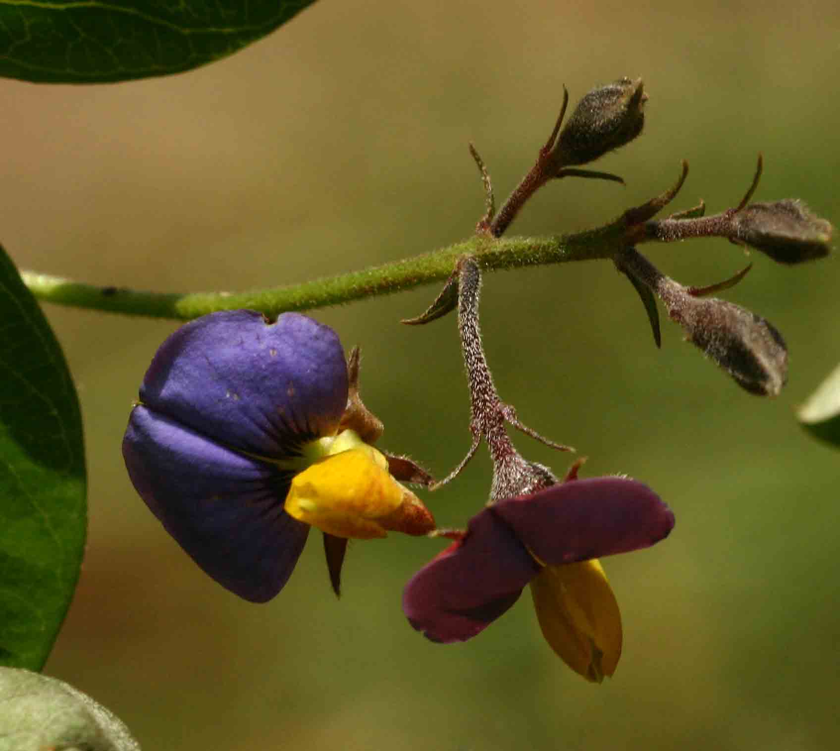 Crotalaria variegata