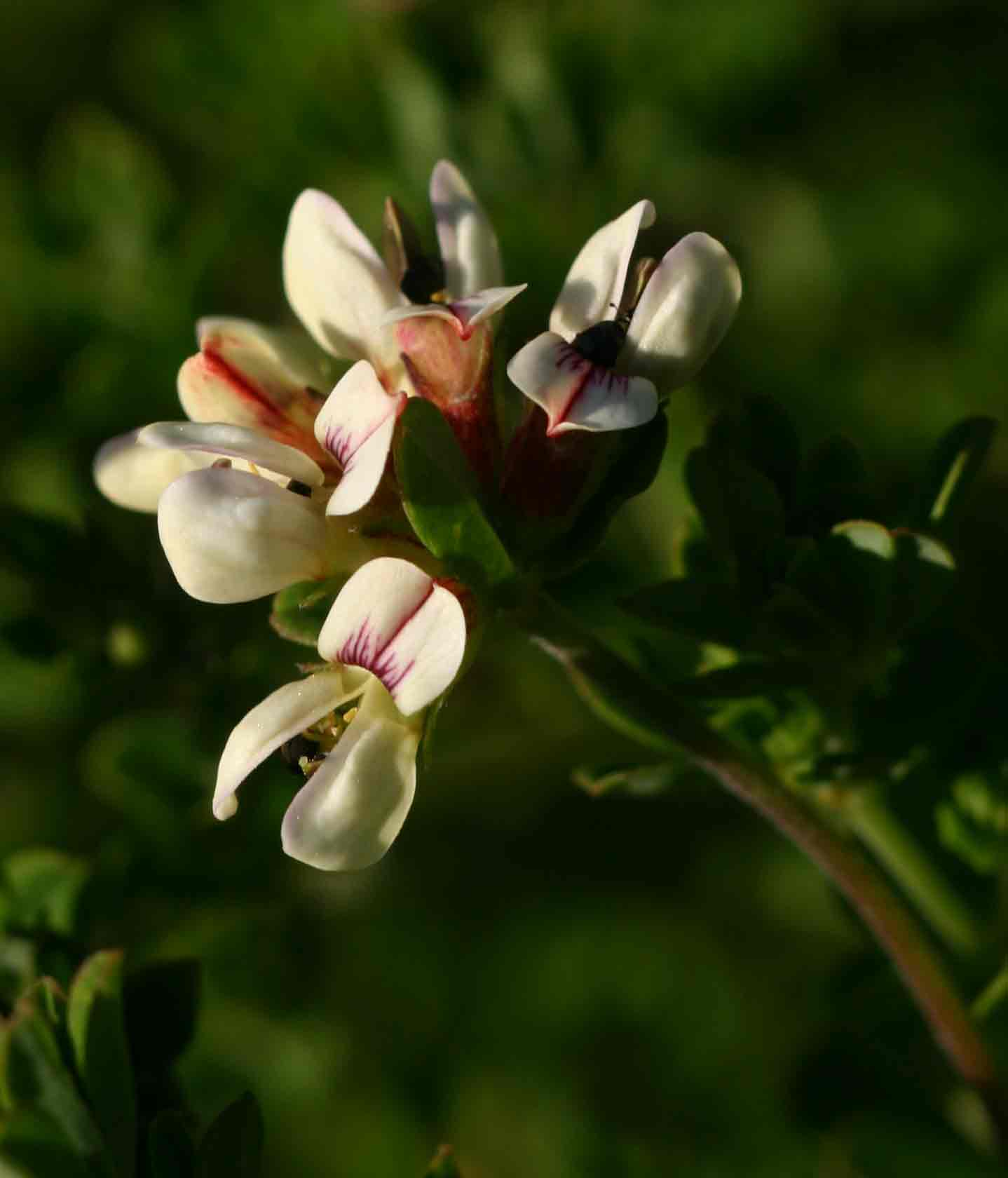 Lotus wildii