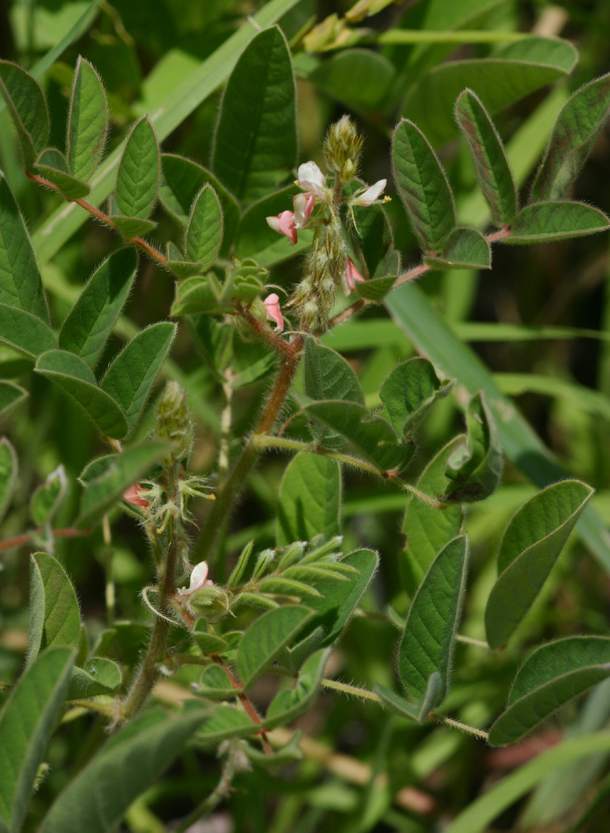 Indigofera astragalina