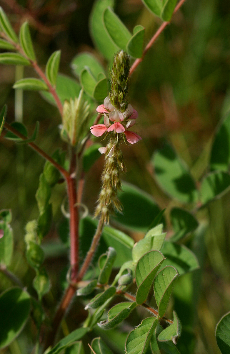 Indigofera astragalina