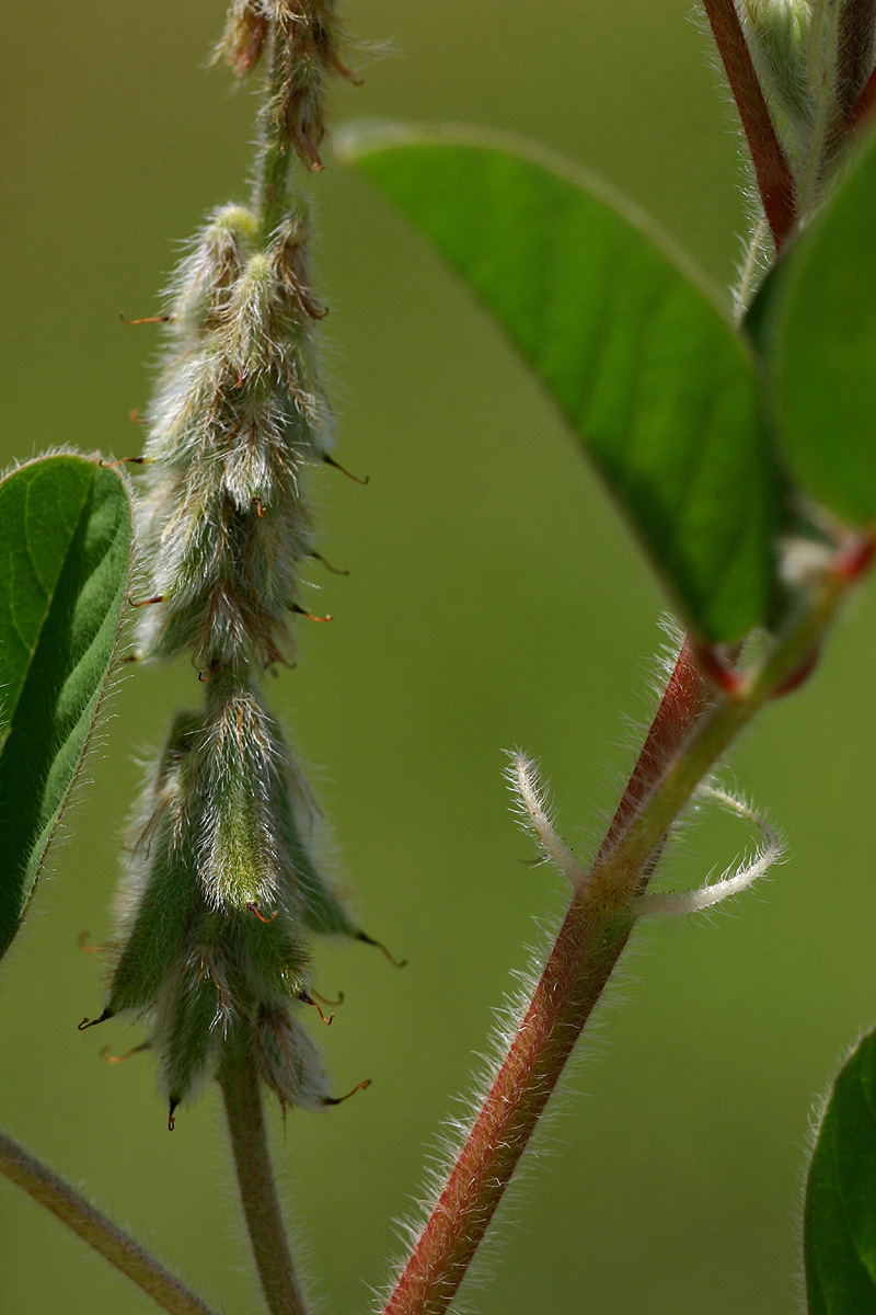 Indigofera astragalina