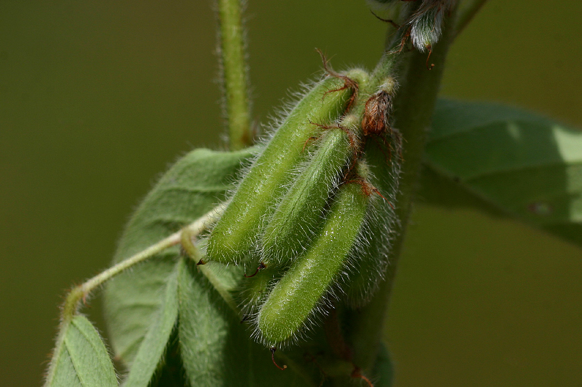 Indigofera astragalina