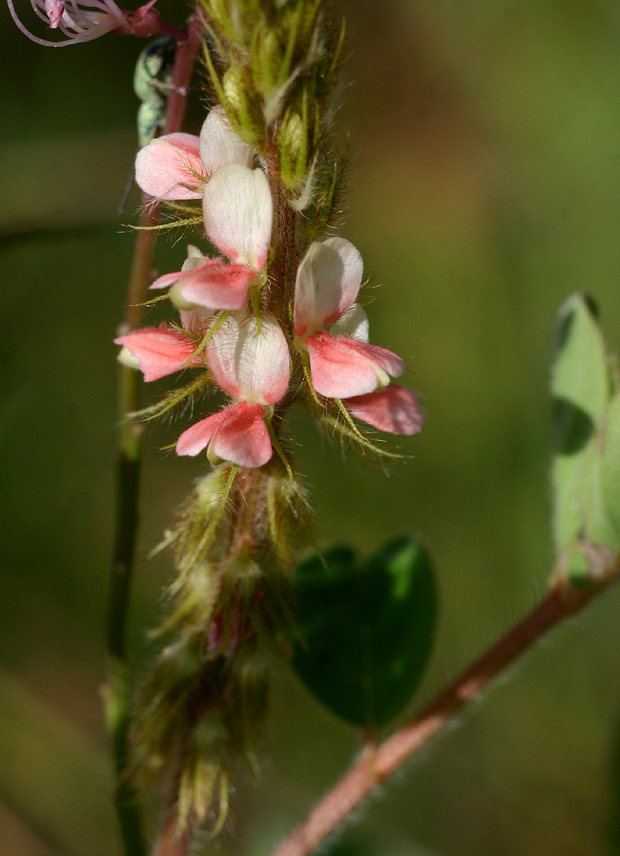 Indigofera astragalina