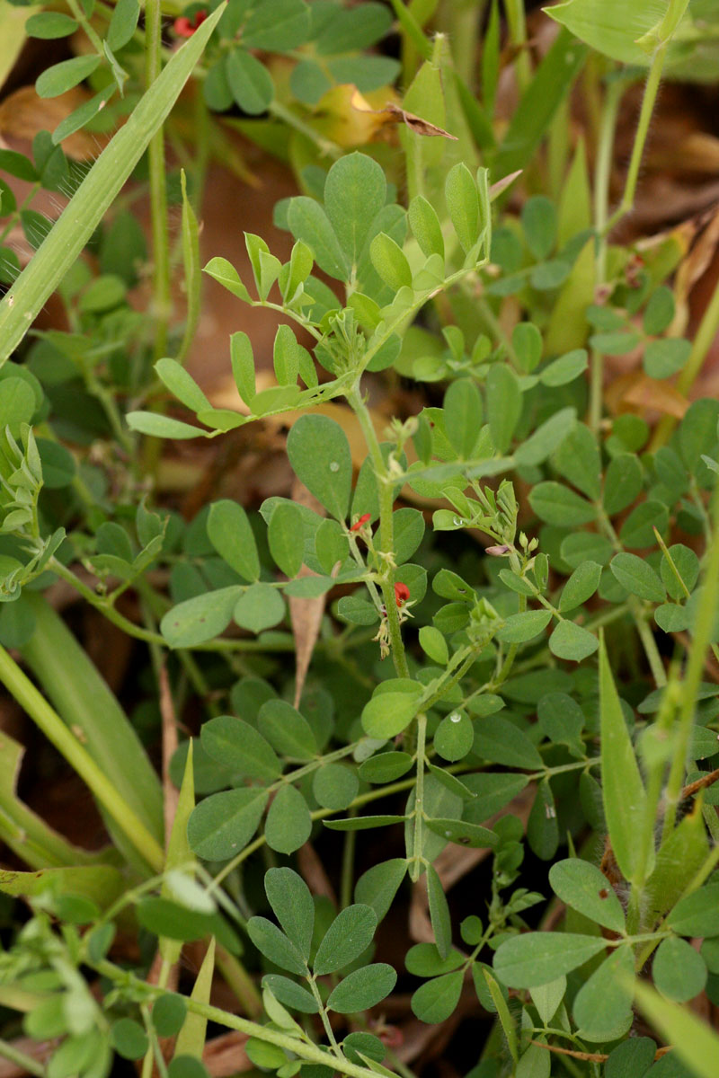 Indigofera demissa