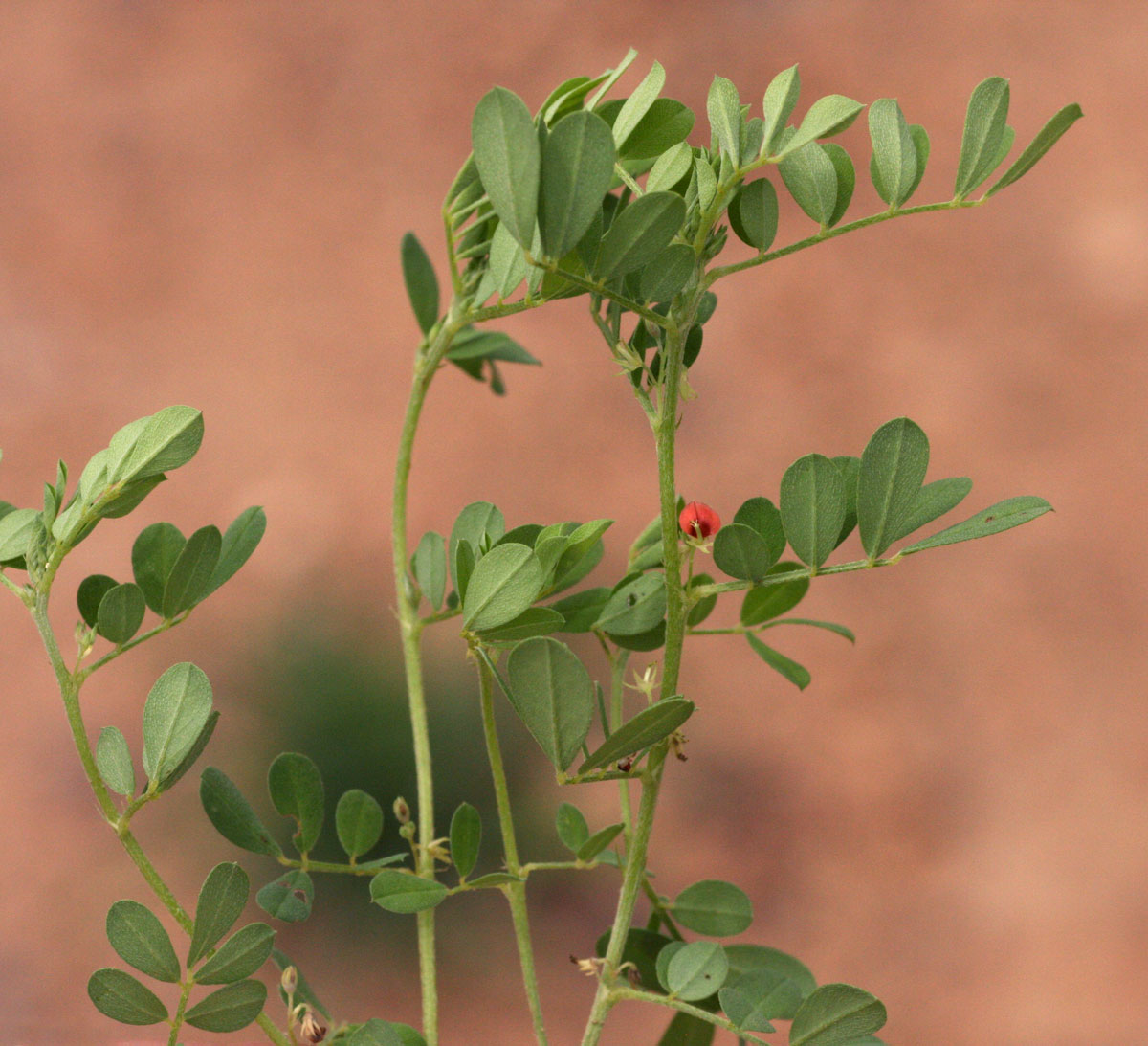 Indigofera demissa