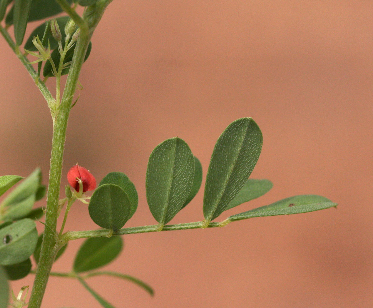 Indigofera demissa