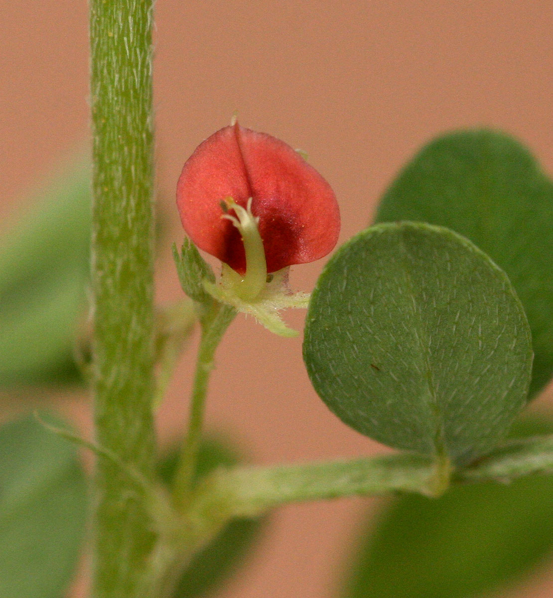 Indigofera demissa