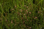 Indigofera goetzei