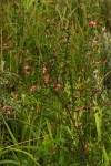 Indigofera goetzei