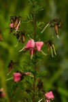 Indigofera goetzei