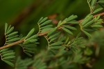 Indigofera goetzei