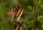 Indigofera goetzei